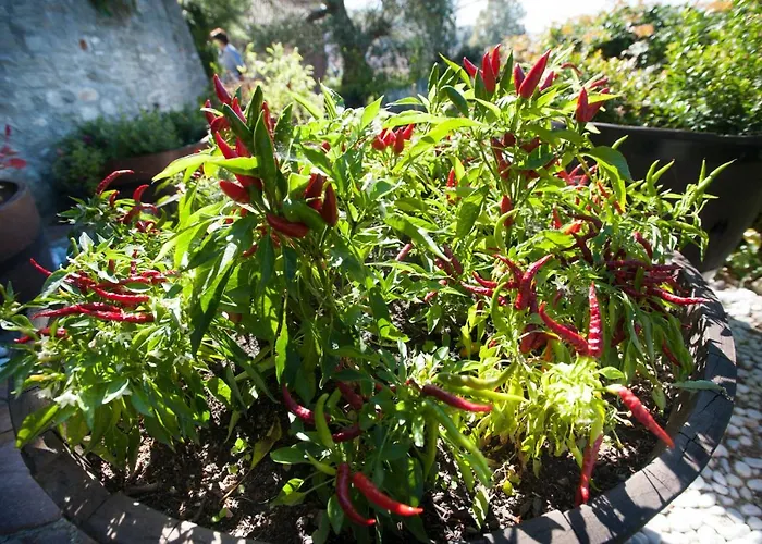 Aparthotel Felicin - Palazzo Boeri Panoramic 4*